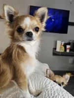 Prince - Long Coat, a male Chihuahua for sale in Ellington, MO – Photo 1 of 3