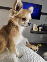 Prince - Long Coat, a male Chihuahua for sale in Ellington, MO – Photo 2 of 3