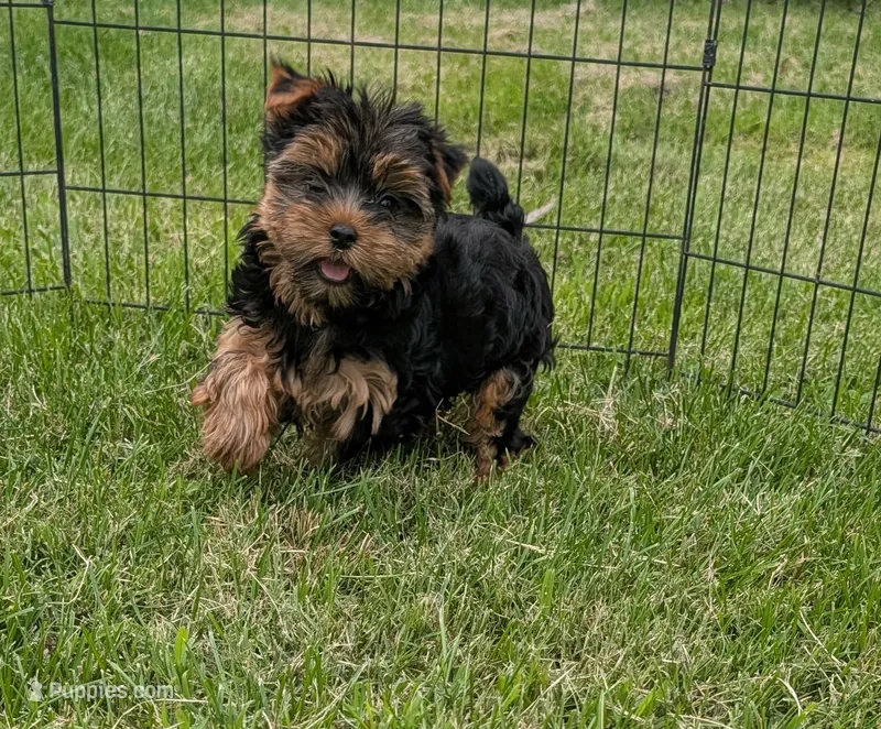 Bella – Yorkshire Terrier puppy for sale in Ellington, MO