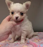 Long Coat Boy, a male Chihuahua for sale in Ellington, MO – 3 of 6
