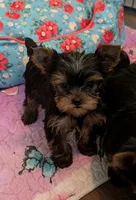 Small boy, a male Yorkshire Terrier for sale in Ellington, MO – 2 of 4