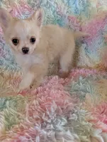 Long Coat Boy, a male Chihuahua for sale in Ellington, MO – 6 of 6