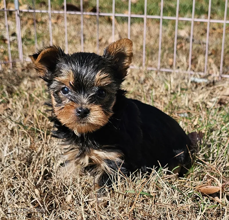 Ch Sired Yorkie Boy