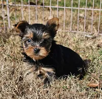 Ch Sired Yorkie Boy, a male Yorkshire Terrier for sale in Ellington, MO – Photo 1 of 5
