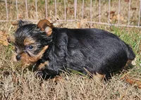 Ch Sired Yorkie Boy, a male Yorkshire Terrier for sale in Ellington, MO – Photo 2 of 5