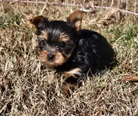 Ch Sired Yorkie Boy, a male Yorkshire Terrier for sale in Ellington, MO – Photo 3 of 5