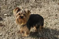 Ch Sired Yorkie Boy, a male Yorkshire Terrier for sale in Ellington, MO – Photo 5 of 5