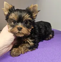 Champion Sired Yorkie Girl, a female Yorkshire Terrier for sale in Ellington, MO – Photo 2 of 5