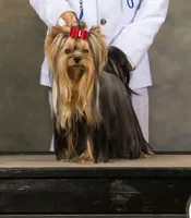 Champion Sired Yorkie Girl, a female Yorkshire Terrier for sale in Ellington, MO – Photo 4 of 5