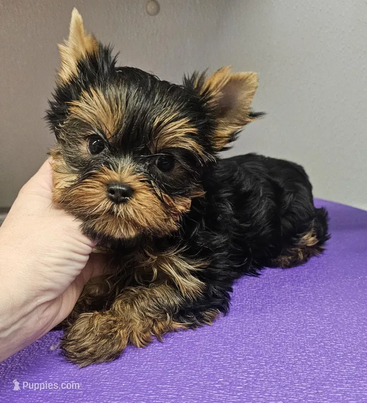 Champion Sired Yorkie Girl