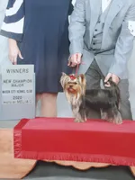 Champion Sired Yorkie Girl, a female Yorkshire Terrier for sale in Ellington, MO – Photo 5 of 5