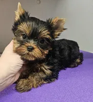 Champion Sired Yorkie Girl, a female Yorkshire Terrier for sale in Ellington, MO – Photo 3 of 5
