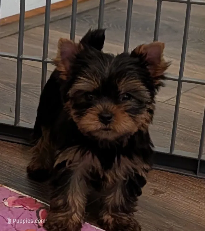 Ch Sired Boy – Yorkshire Terrier puppy for sale in Ellington, MO