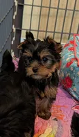 Ch Sired Girl, a female Yorkshire Terrier for sale in Ellington, MO – 3 of 4