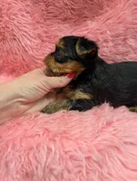 Ch Sired Boy, a male Yorkshire Terrier for sale in Ellington, MO – 2 of 3