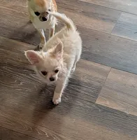 Long Coat Boy, a male Chihuahua for sale in Ellington, MO – 4 of 6