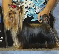 Ch Sired Boy, a male Yorkshire Terrier for sale in Ellington, MO – 3 of 3
