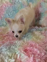 Long Coat Boy, a male Chihuahua for sale in Ellington, MO – 5 of 6