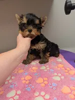 Ch Sired Boy, a male Yorkshire Terrier for sale in Ellington, MO – 2 of 7