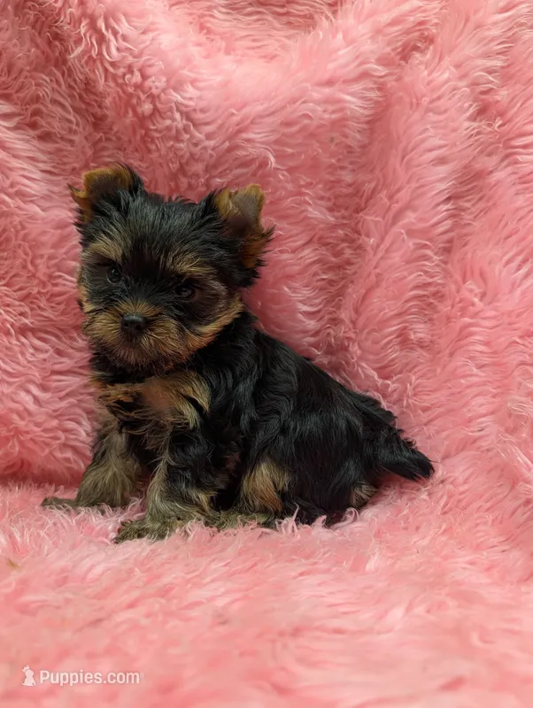 Ch Sired Girl – Yorkshire Terrier puppy for sale in Ellington, MO