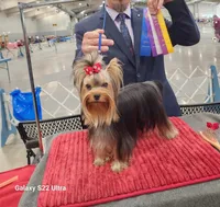 Small boy, a male Yorkshire Terrier for sale in Ellington, MO – 4 of 4