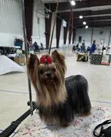 Ch Sired Girl, a male Yorkshire Terrier for sale in Ellington, MO – 4 of 4