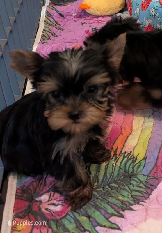 Small boy – Yorkshire Terrier puppy for sale in Ellington, MO