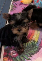 Small boy, a male Yorkshire Terrier for sale in Ellington, MO – 1 of 4