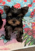 Small boy, a male Yorkshire Terrier for sale in Ellington, MO – 3 of 4