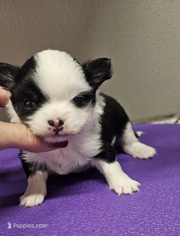 Ch Sired Girl Long Coat