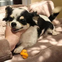 Ch Sired Girl Long Coat, a female Chihuahua for sale in Ellington, MO – Photo 3 of 4