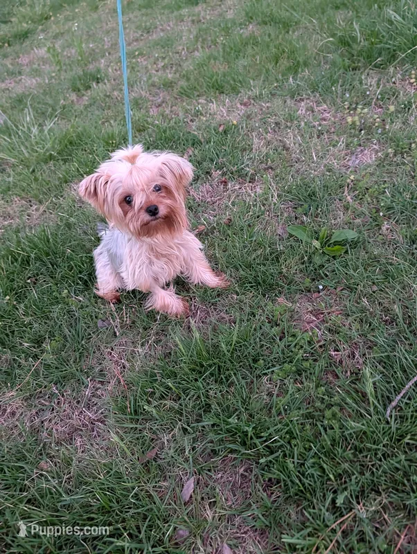 Cassandra – Yorkshire Terrier puppy for sale in Ellington, MO