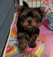 Ch Sired Boy, a male Yorkshire Terrier for sale in Ellington, MO – 2 of 4