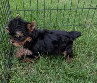 Ch Sired Boy, a male Yorkshire Terrier for sale in Ellington, MO – 5 of 7