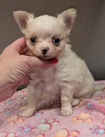 Long Coat Boy, a male Chihuahua for sale in Ellington, MO – 2 of 6