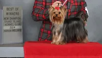Ch Sired Girl, a female Yorkshire Terrier for sale in Ellington, MO – 4 of 4