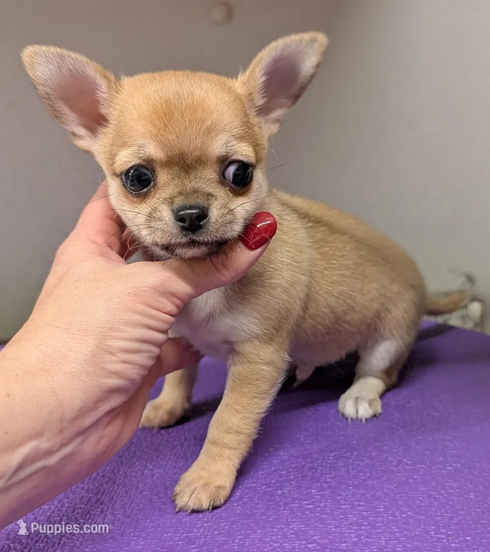 Smooth Fawn boy  – Chihuahua puppy for sale in Ellington, MO