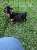 Ch Sired Boy, a male Yorkshire Terrier for sale in Ellington, MO – 4 of 7
