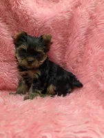 Ch Sired Girl, a male Yorkshire Terrier for sale in Ellington, MO – 2 of 4