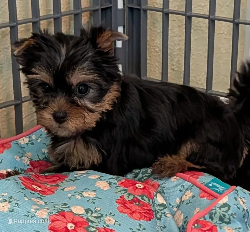 Ch Sired Girl – Yorkshire Terrier puppy for sale in Ellington, MO