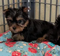 Ch Sired Girl, a female Yorkshire Terrier for sale in Ellington, MO – 1 of 4