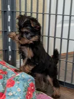 Ch Sired Girl, a female Yorkshire Terrier for sale in Ellington, MO – 2 of 4