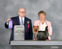 Ch Sired Boy, a male Yorkshire Terrier for sale in Ellington, MO – 4 of 4
