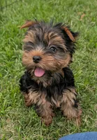 Bella, a female Yorkshire Terrier for sale in Ellington, MO – 3 of 3