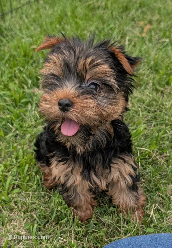 Bella – Yorkshire Terrier puppy for sale in Ellington, MO
