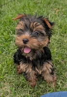 Bella, a female Yorkshire Terrier for sale in Ellington, MO – 1 of 2