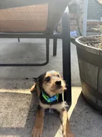Benji, a male Rat Terrier and Shorkie for sale in Fort Worth, TX – 2 of 4