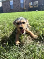 Dennis , a male Rat Terrier and Shorkie for sale in Fort Worth, TX – 5 of 5