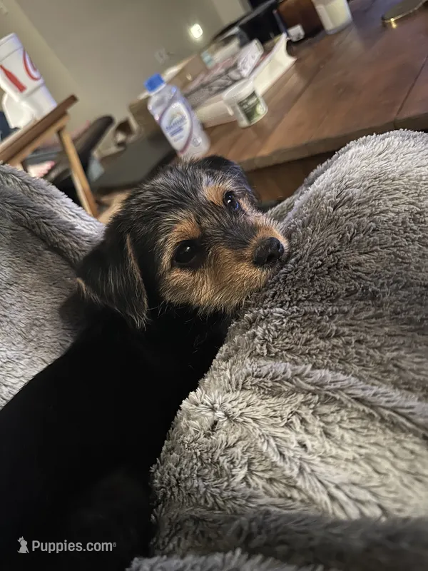 Dennis  – Rat Terrier, Shorkie puppy for sale in Fort Worth, TX