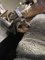 Dennis , a male Rat Terrier and Shorkie for sale in Fort Worth, TX – 1 of 5